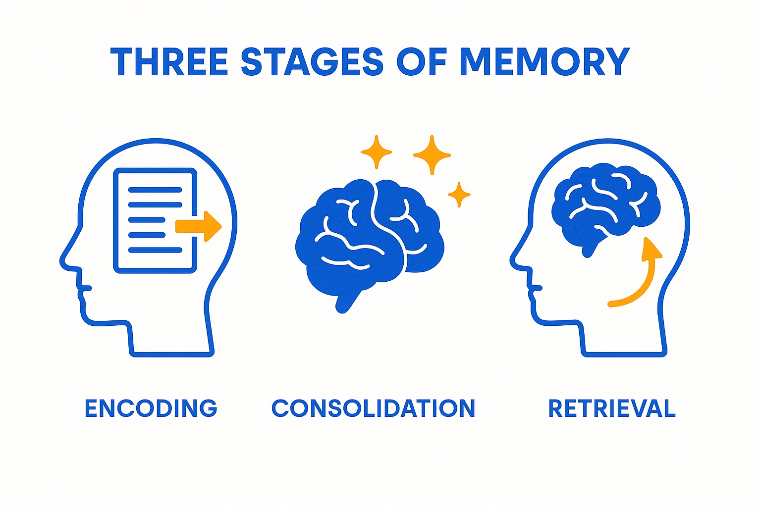 schema-trois-etapes-memorisation-encodage-consolidation-recuperation